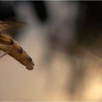 Episyrphus - Schattenflieger im Sonnenfleck