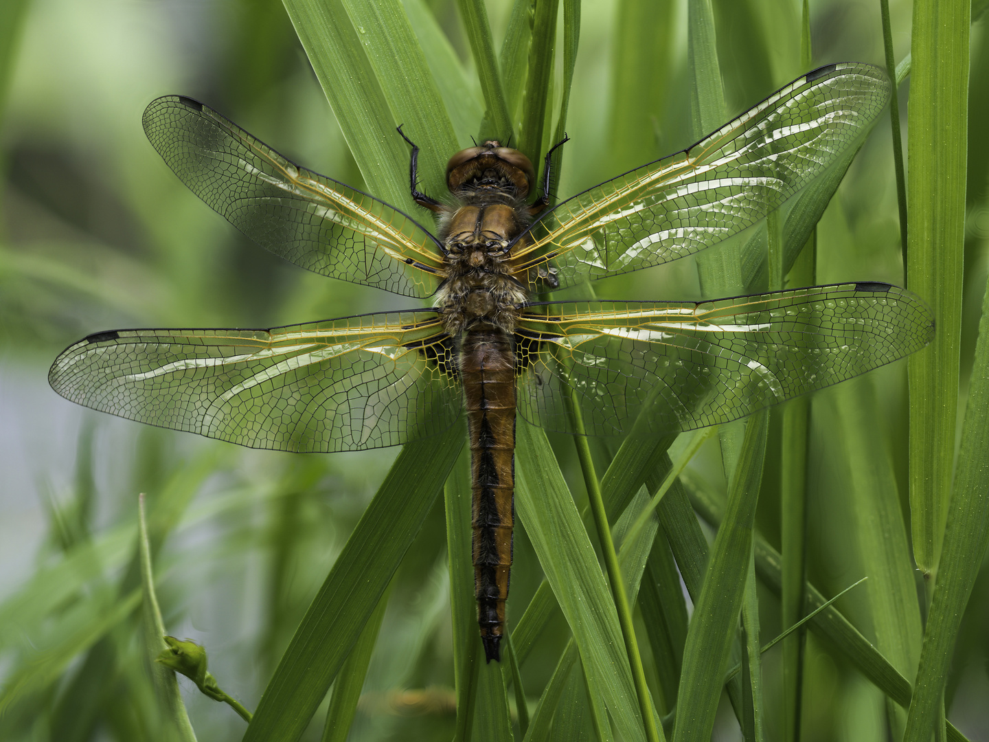 Epitheca bimaculata