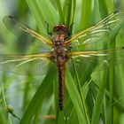 Epitheca bimaculata