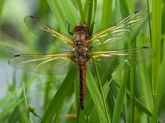 Epitheca bimaculata