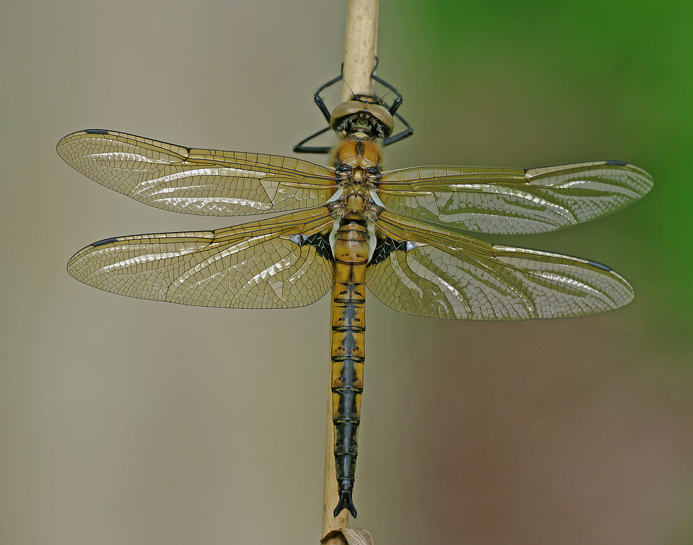 Epitheca bimaculata (Zweifleck)