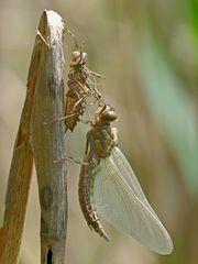 Epitheca bimaculata (Zweifleck)