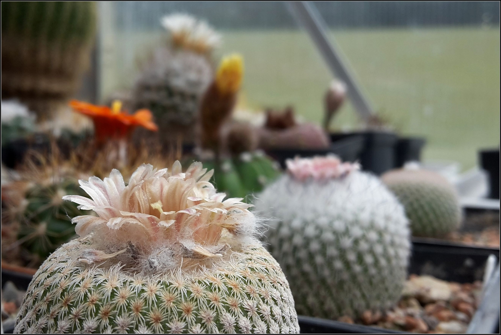 Epithelantha bookei 