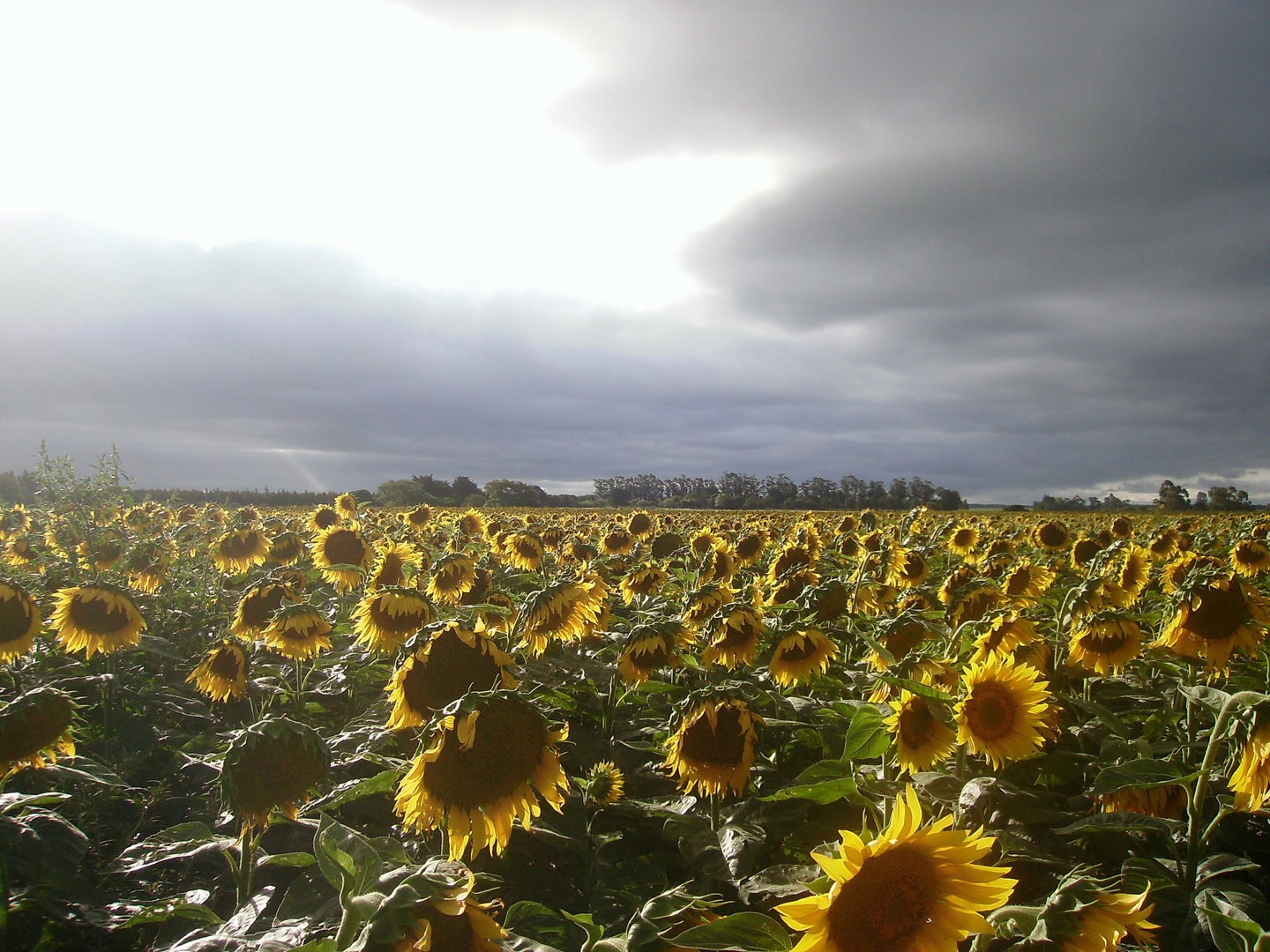 EPOCA DE GIRASOLES