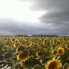 EPOCA DE GIRASOLES