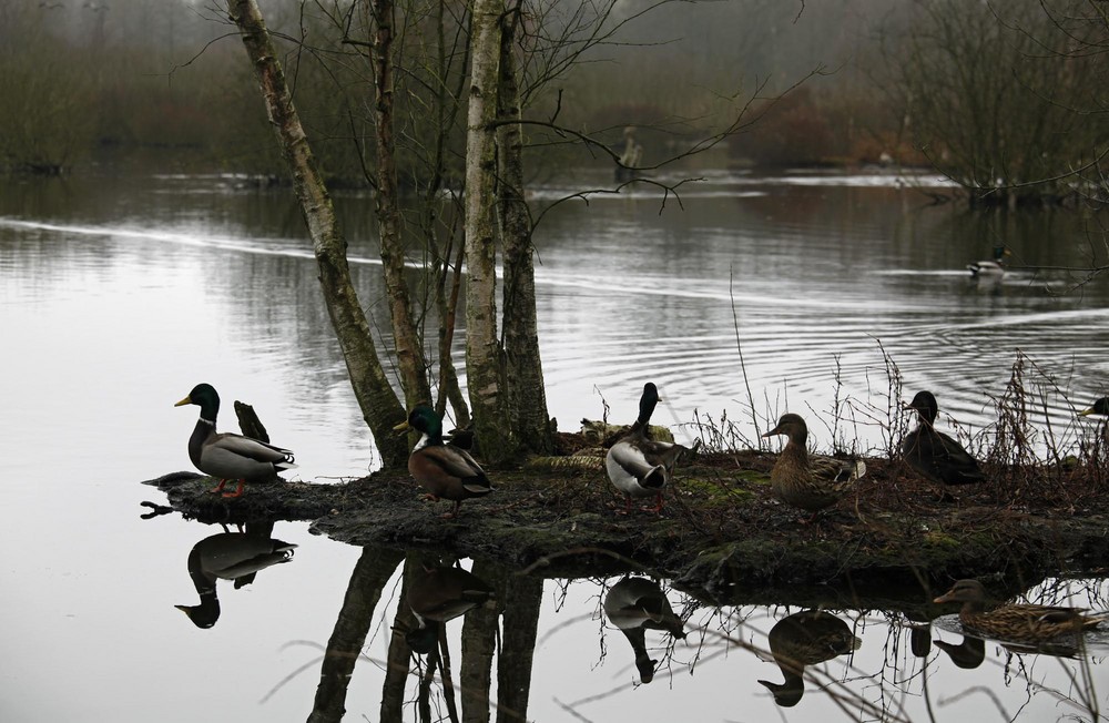 Eppendorfer Moor 2, Die Enten räumen die Insel