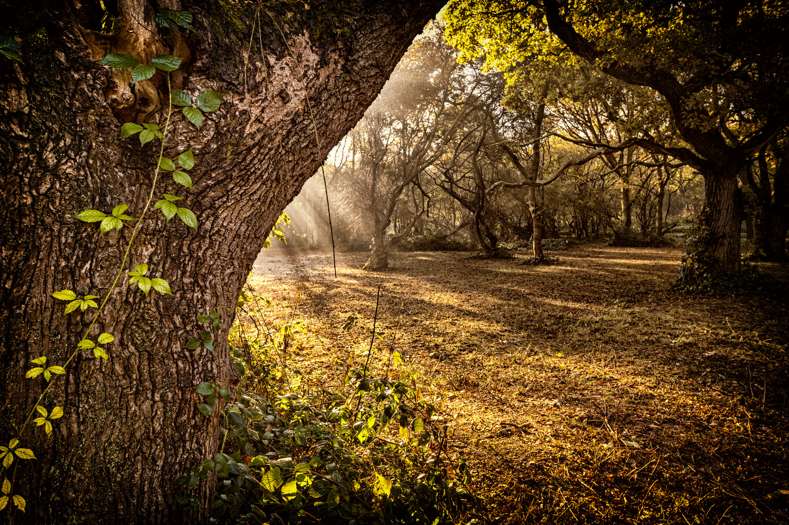 Epping Forest Misty Morning