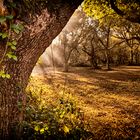 Epping Forest Misty Morning