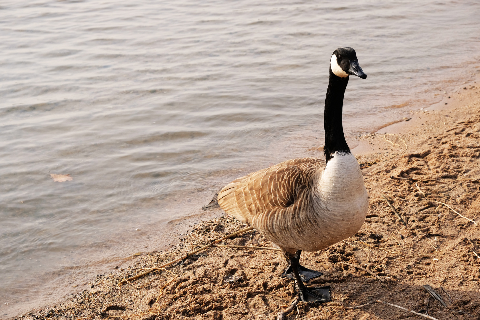 Epplesee Rheinstetten