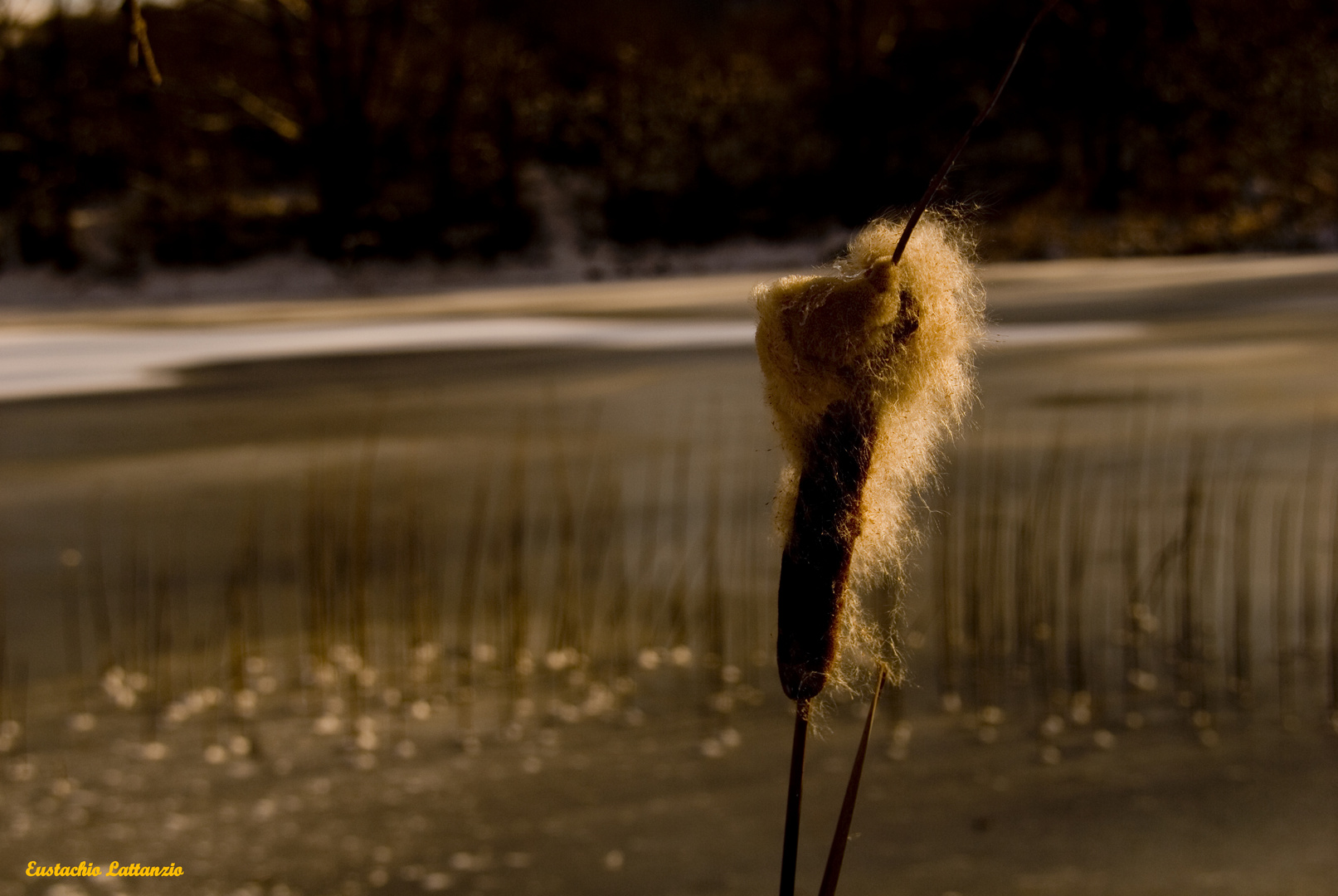 Eppure Soffia Foto Immagini Macro E Close Up Macro Fiori
