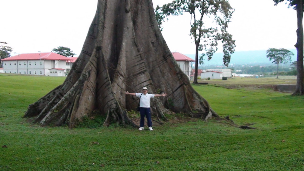 Equatorial Guinea Trees