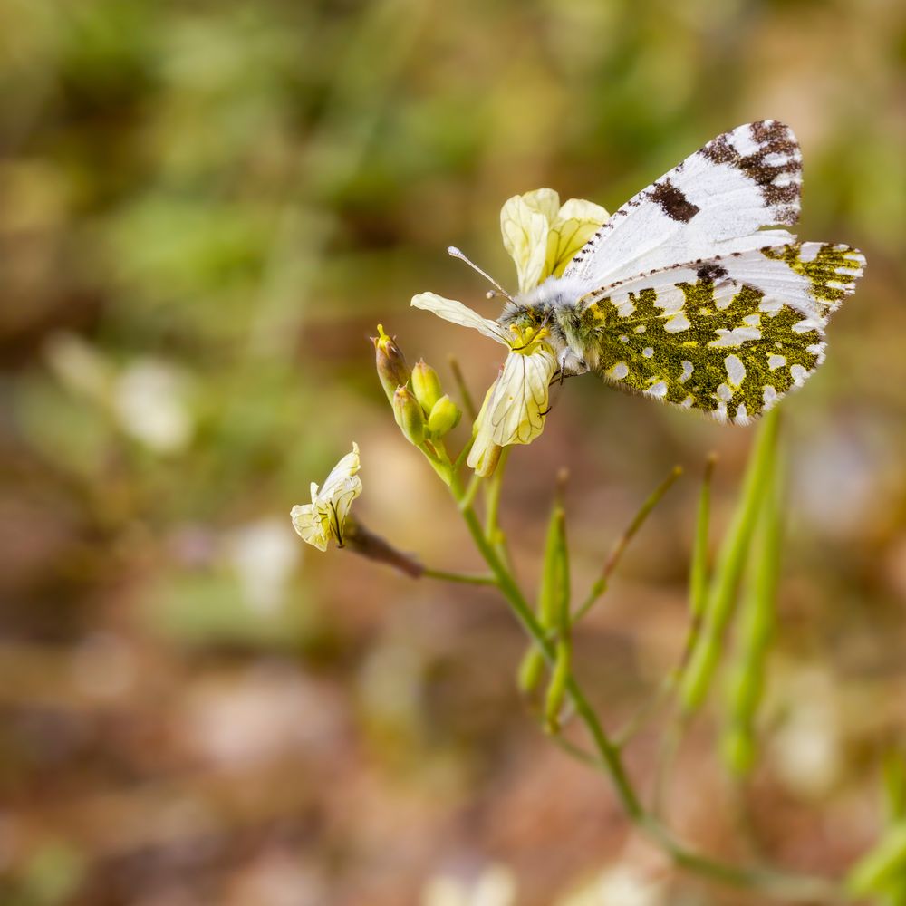 Equilibre fragile