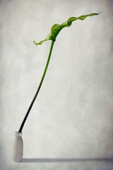 Equilibrio