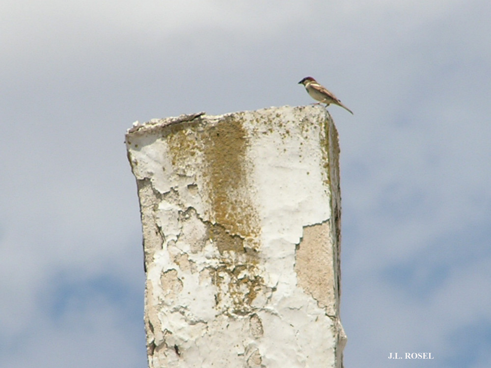 Equilibrio