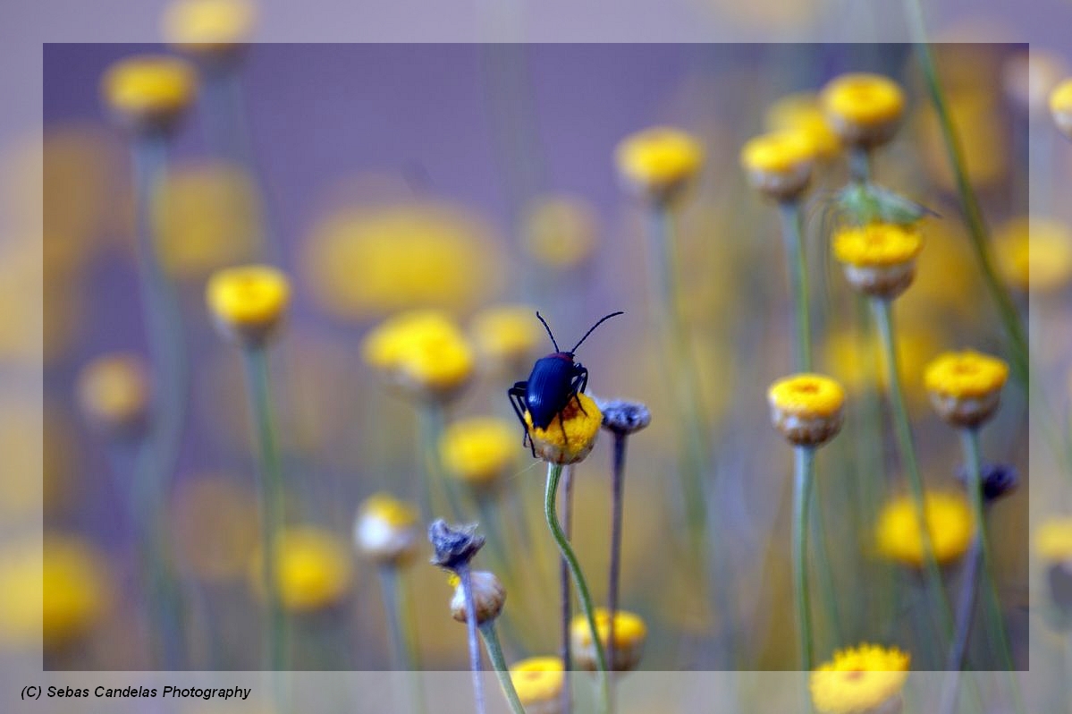 EQUILIBRIO DEL INSECTO