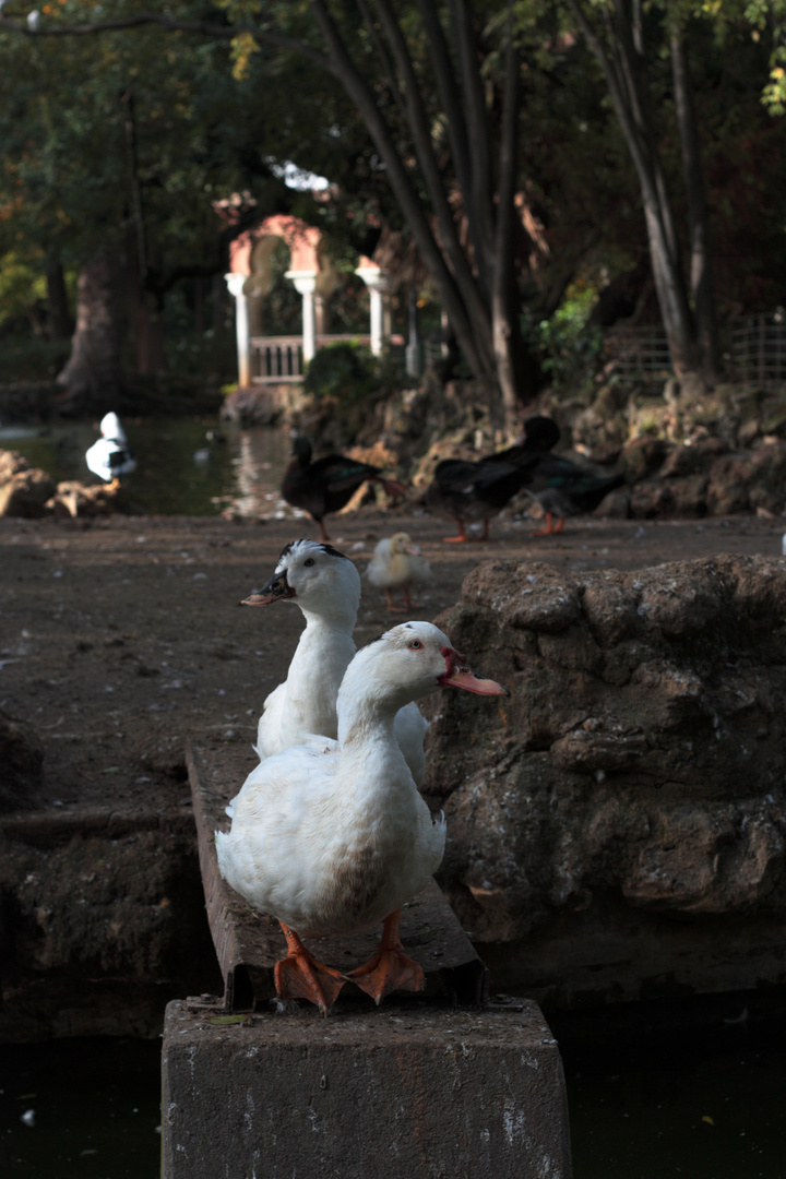 equilibrio en el estanque