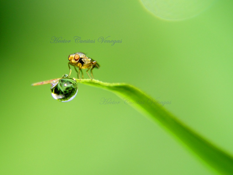 Equilibrio natural