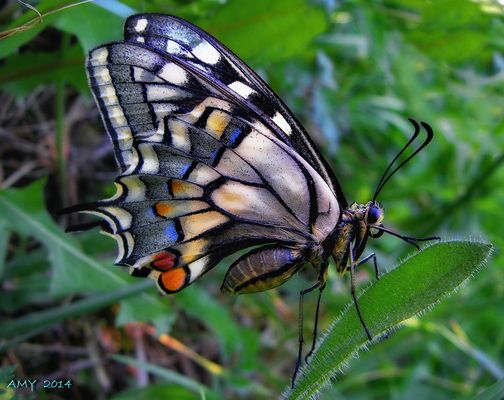 EQUILIBRIO NATURAL. Dedicada a BSALUA.
