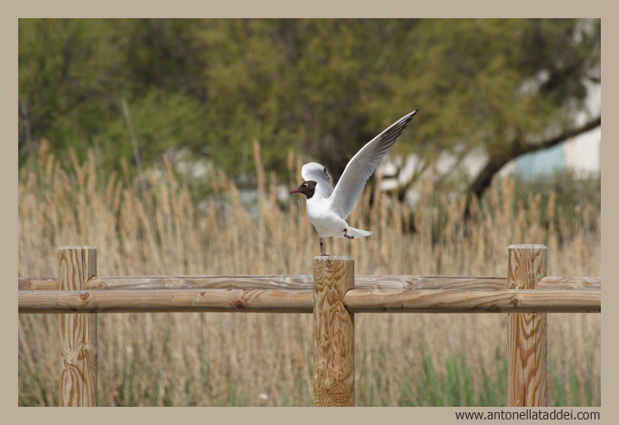 Equilibrismo