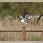 Equilibrismo