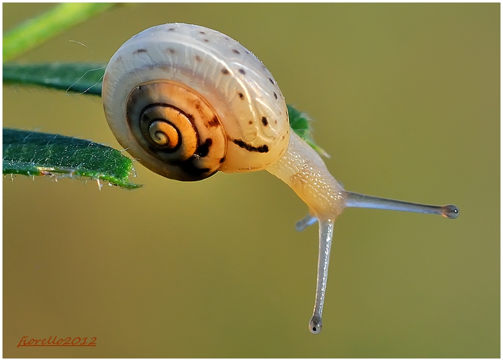 equilibrista