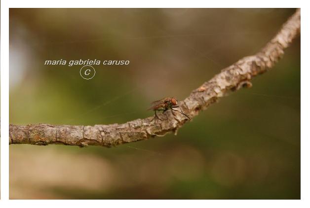 equilibrista