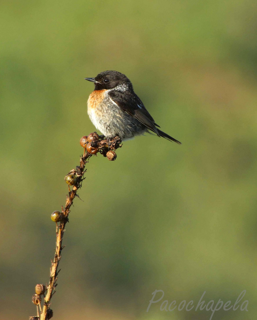 Equilibrista