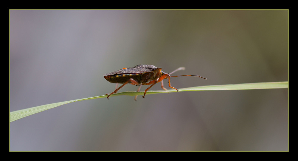 Equilibrista