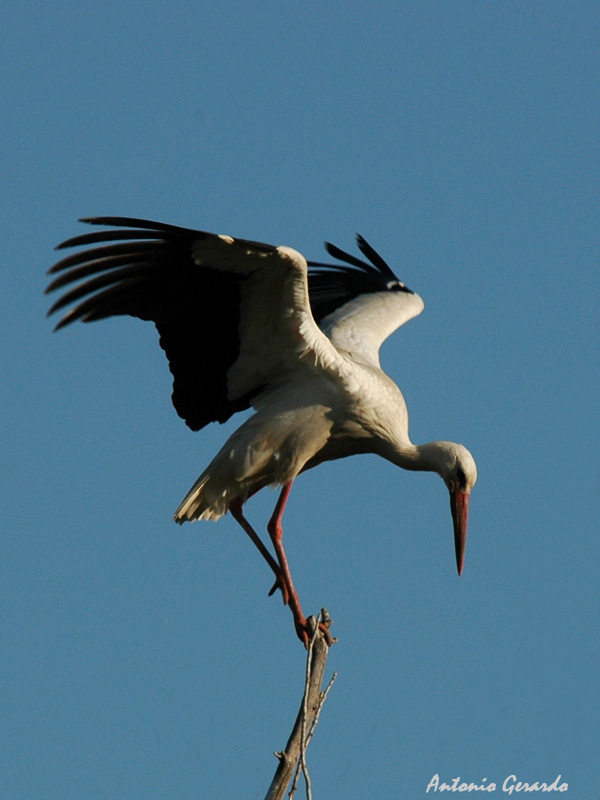 Equilibrista