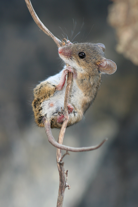 Equilibrista