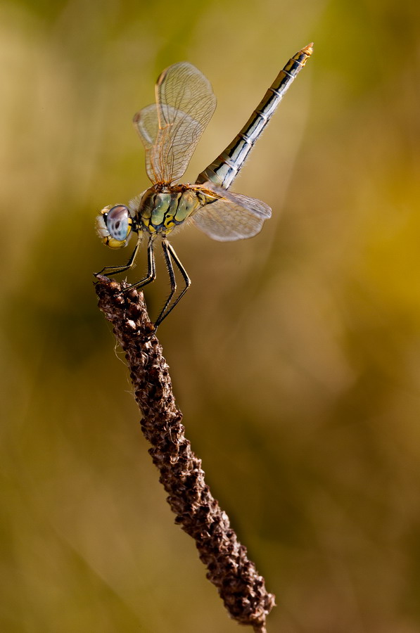 equilibrista