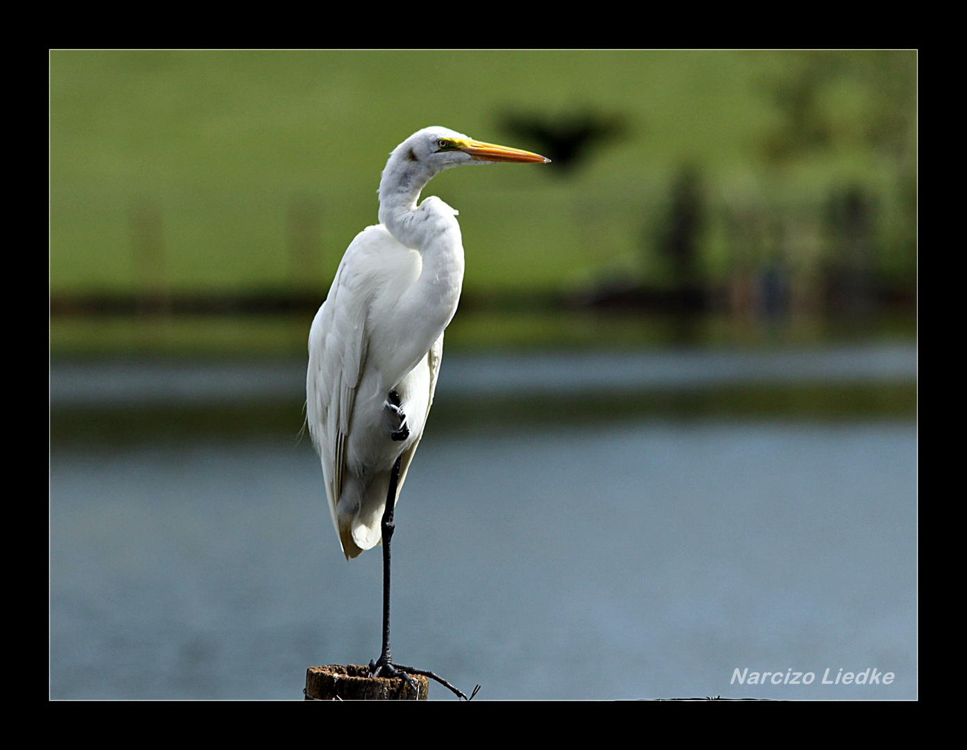 Equilibrista