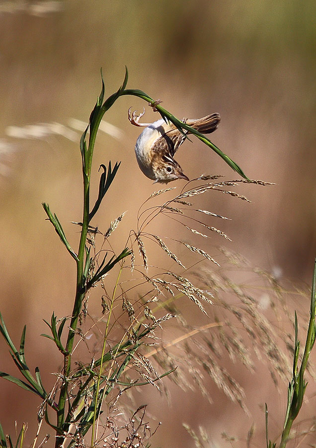 equilibrista