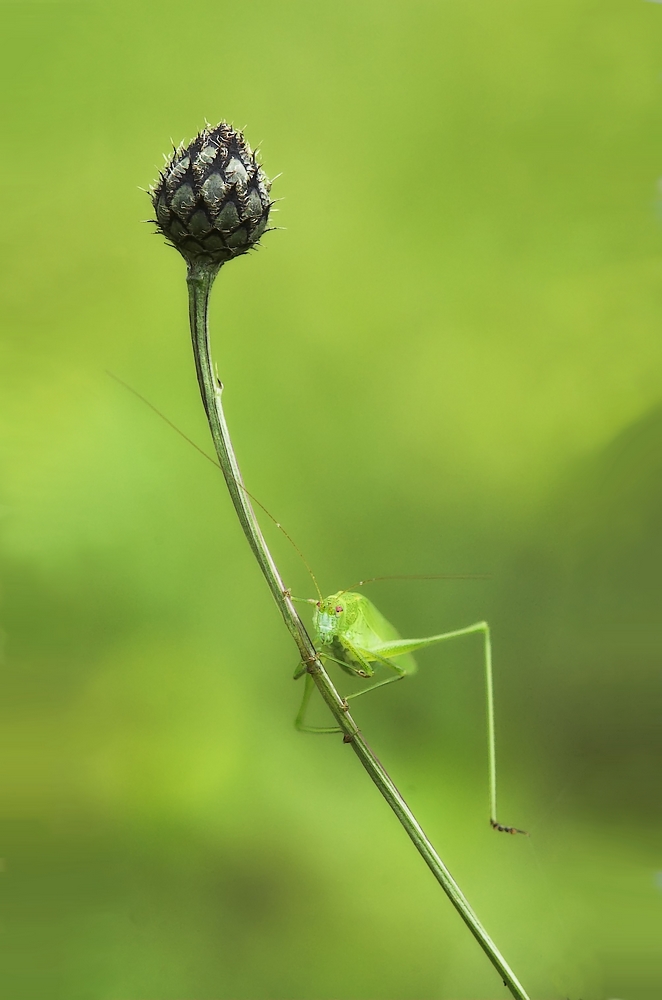 Equilibriste