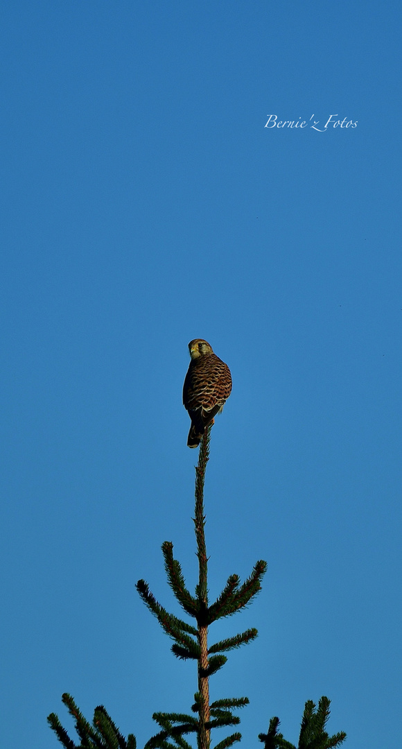 Equilibriste