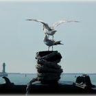 Equilibristes au port