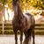 Equine Photography