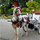 Equine Smile for a Passing Photog - A Central Park Moment