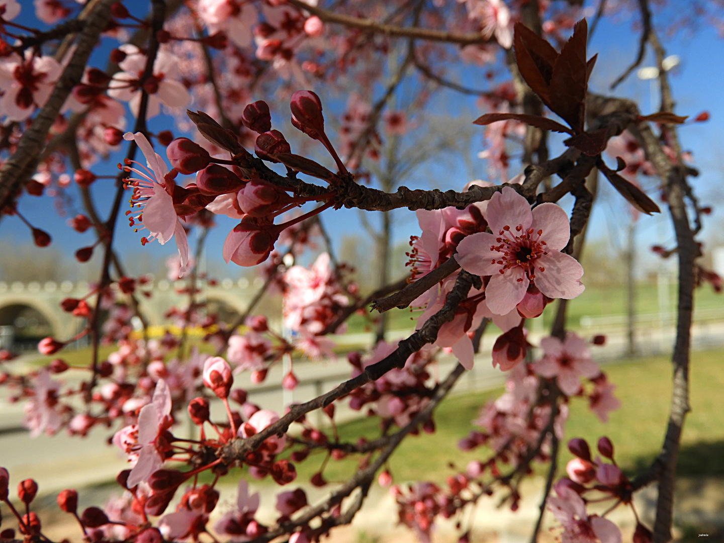 EQuiNoCCio de PRiMaVeRa