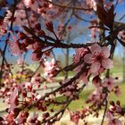 EQuiNoCCio de PRiMaVeRa