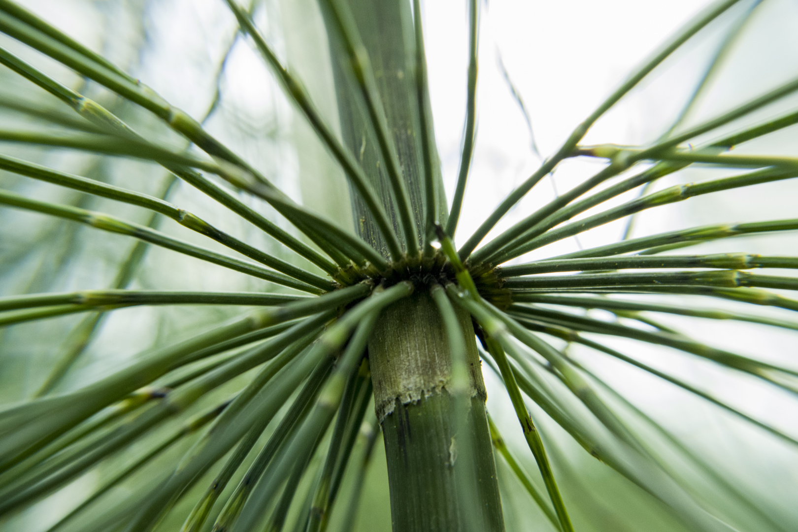 Equisetum