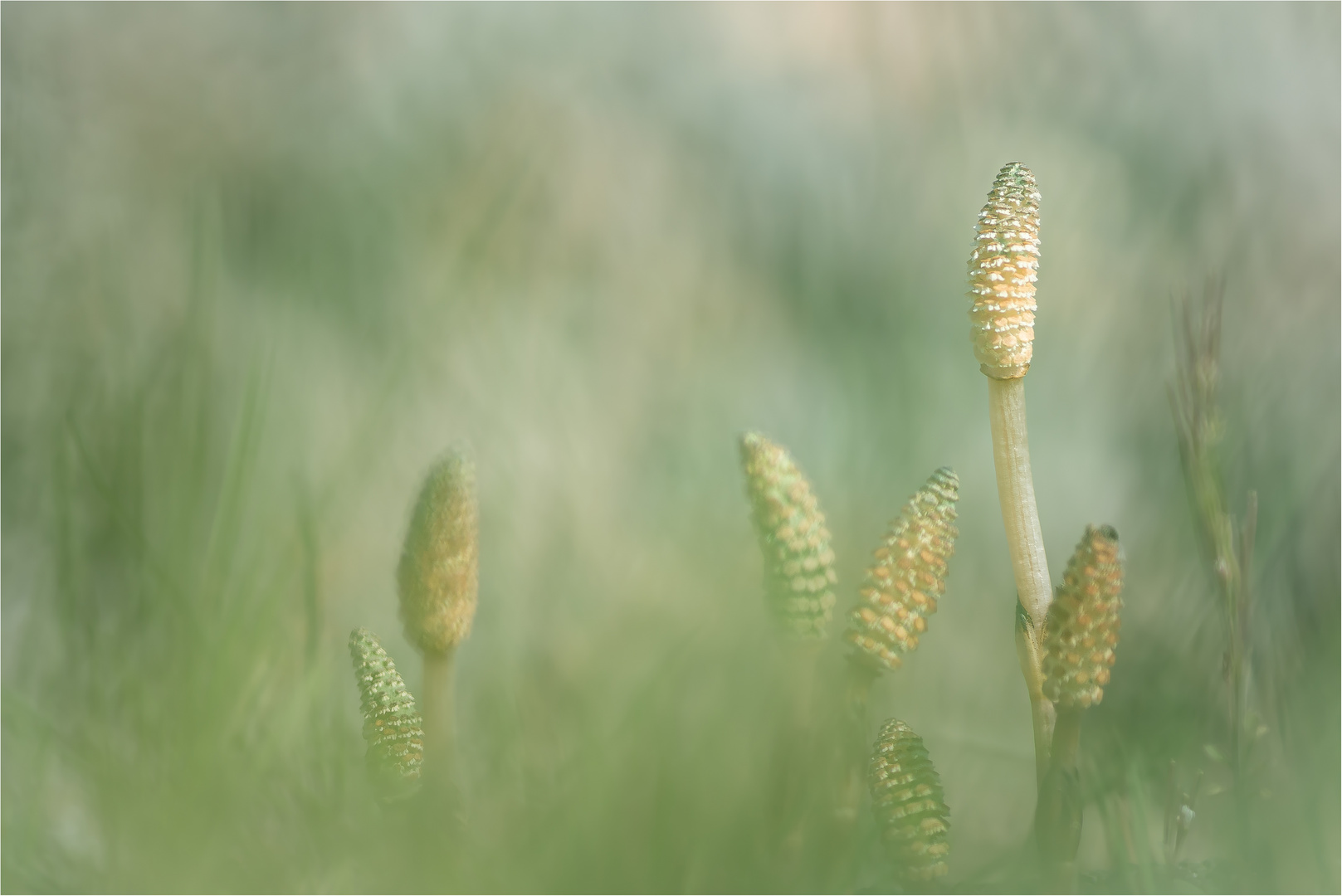 Equisetum