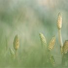 Equisetum