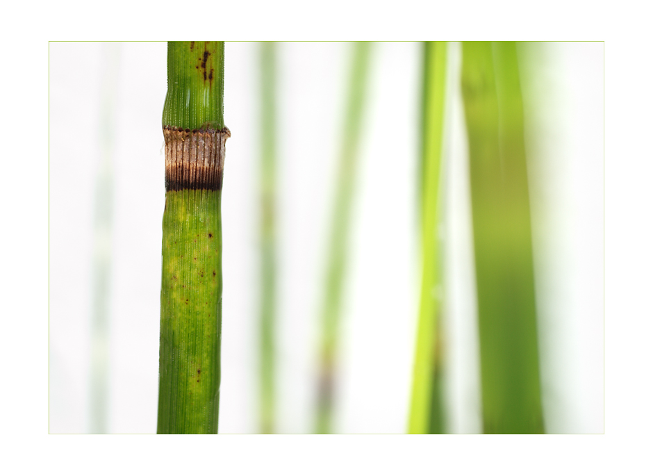 equisetum