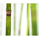 equisetum