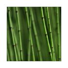 equisetum