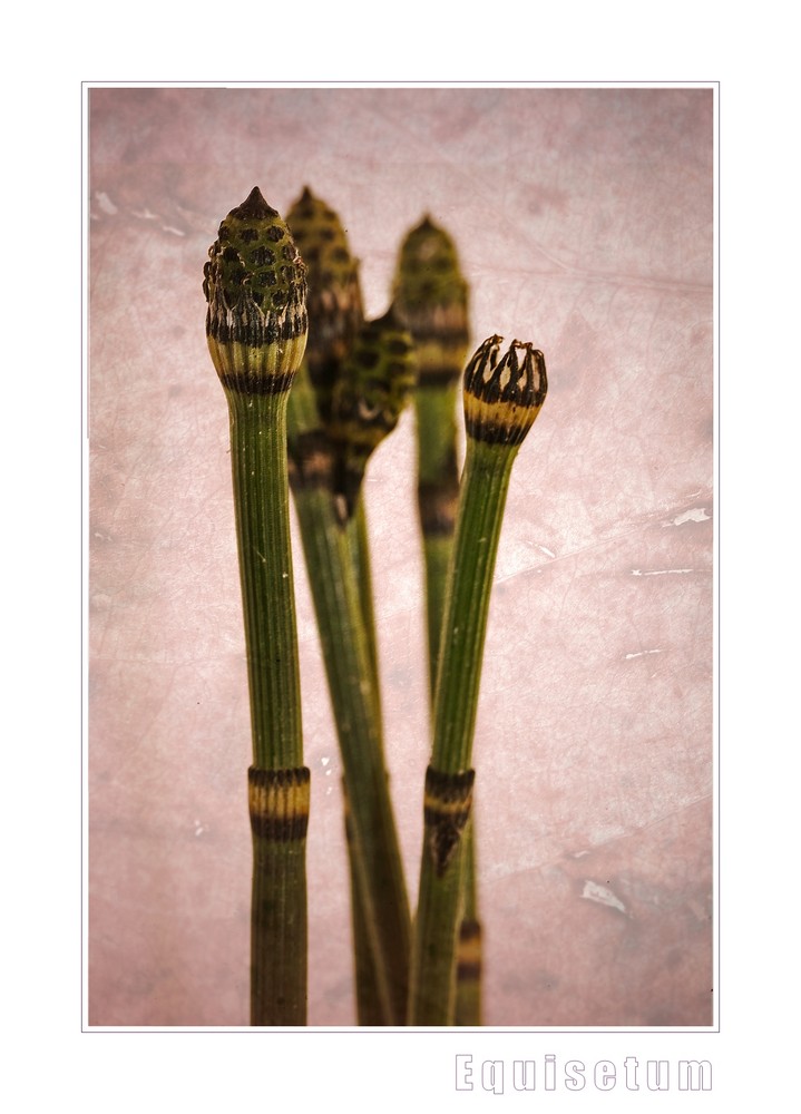 Equisetum