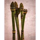 Equisetum