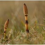 Equisetum arvense....