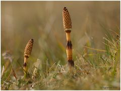 Equisetum arvense....